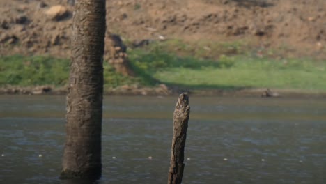 kingfisher in hunting fish  ..