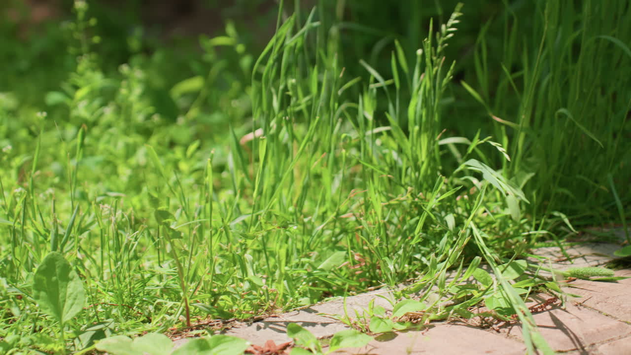 Ash pigeon standing on stone path surrounded by tall green grass under sunlight, tilting head curiously as it fly away, creating calm natural moment filled with quiet beauty and soft motion