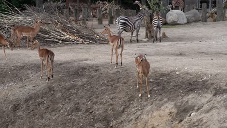 Impala-and-Zebra-together-inside-European-zoo---Handheld-static-with-aimals-walking-in-front
