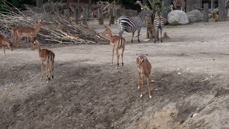 impala and zebra together inside european zoo - handheld static with aimals walking in front