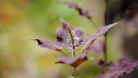 在森林中生長的野生紫色科勒斯植物 - 孤立的近距離