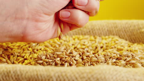 hand pouring barley grains from a sack