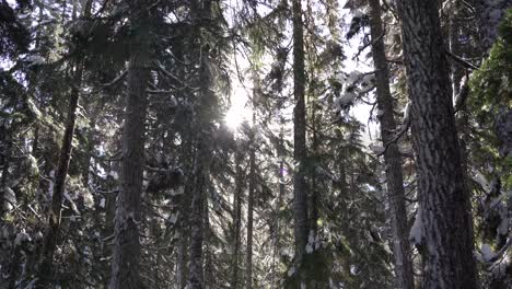 4K-footage-of-shafts-of-sunlight-shining-through-thick-old-growth-forest-in-winter