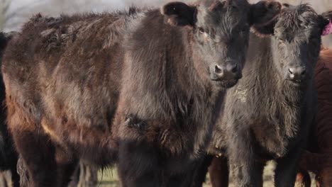 vacas lecheras marrones ganado de pie mirando a la cámara que muestra etiquetas de identidad