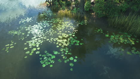 aerial view of a lake with lily pads