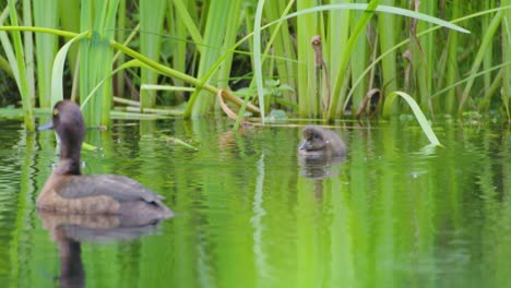 female tufted duck with young duckling popping out of the water