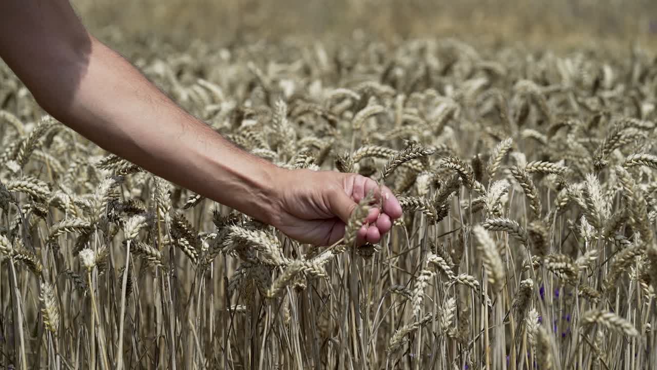 Wheat ears in man's hands. Young farmer in field touching wheat. Crop protection. Cultivated agricultural wheat field.