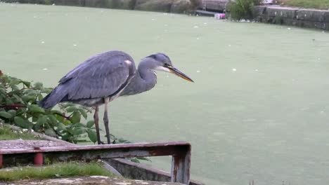 patient common grey heron bird hunting on misty river canal