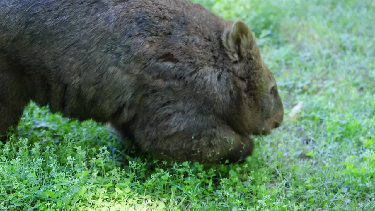A wombat is seen closely foraging and moving through dense green grass.