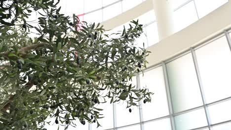 Artificial-Realistic-Olive-Tree,-plant-with-olives-on-it