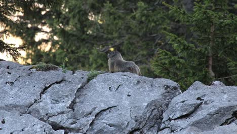 Murmeltier,-Das-Bei-Sonnenuntergang-Auf-Einem-Felsen-Sitzt-Und-Sich-Umschaut