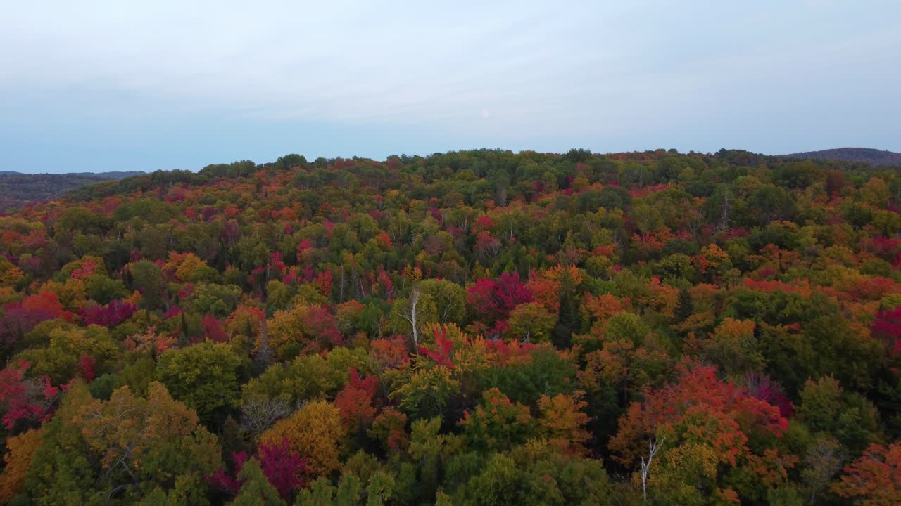 toma aérea que establece el otoño en el bosque