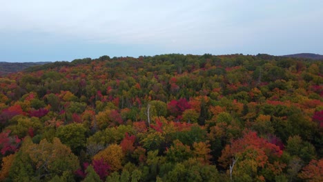 aerial establishing shot of autumn in the forest