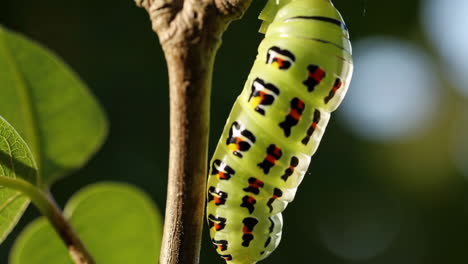 caterpillar in chrysalis stage