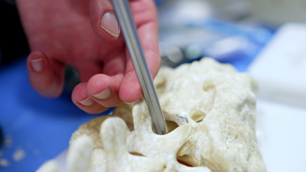 Male hand applies modern metal tool inserting it into the dummy of spine. Educator's demonstration for students. Close up.