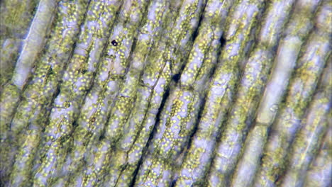 vista microscópica de lapso de tiempo de las células vegetales