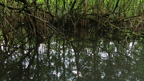 pov shot of a raft floating through a mangrove forest in sao tome and principe