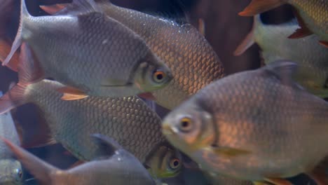 escuela de peces plateados en un acuario
