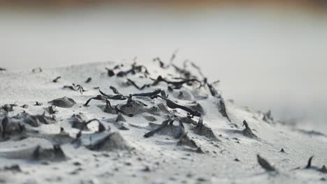 dry brittle seaweed on the white sand