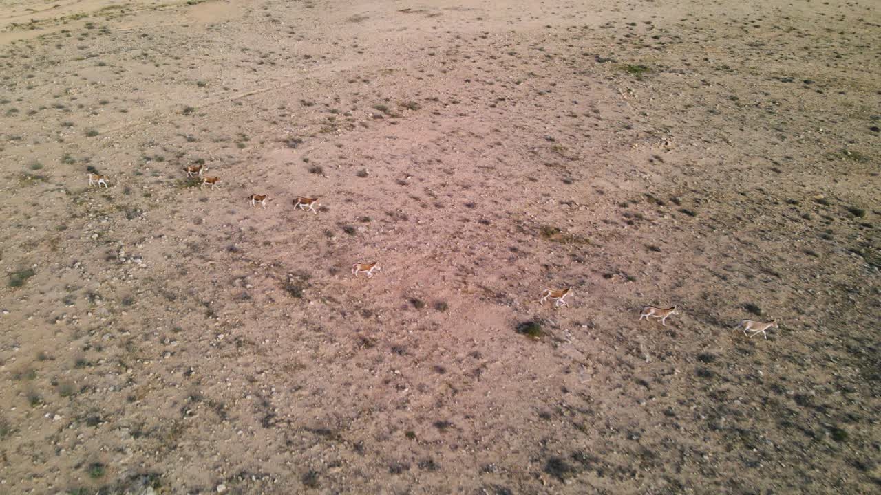 seguimiento de drones de un grupo de burros o asnos salvajes que corren rápido en el desierto en un día soleado