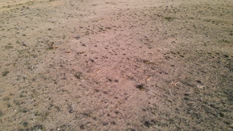 drone tracking of a group of fast running wild donkeys or asses in the desert on a sunny day