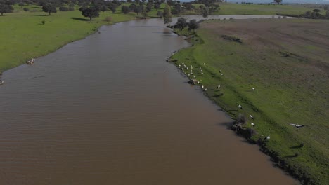 Vista-Aérea-De-Un-Río-Y-Una-Bandada-De-Cigüeñas