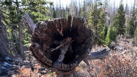 primer plano de un tronco en descomposición en un parque forestal en utah, estados unidos