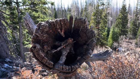 closeup of decaying log at forest park in utah, usa