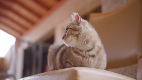 viejo gato gris y blanco acostado fuera de la casa