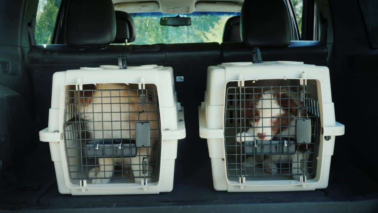 차 트렁크에 동물을 수송하기 위한 두 개의 우리는 두 마리의 강아지 수송입니다
