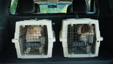 two cages for the transport of animals in the trunk of the car inside are two puppies transportation