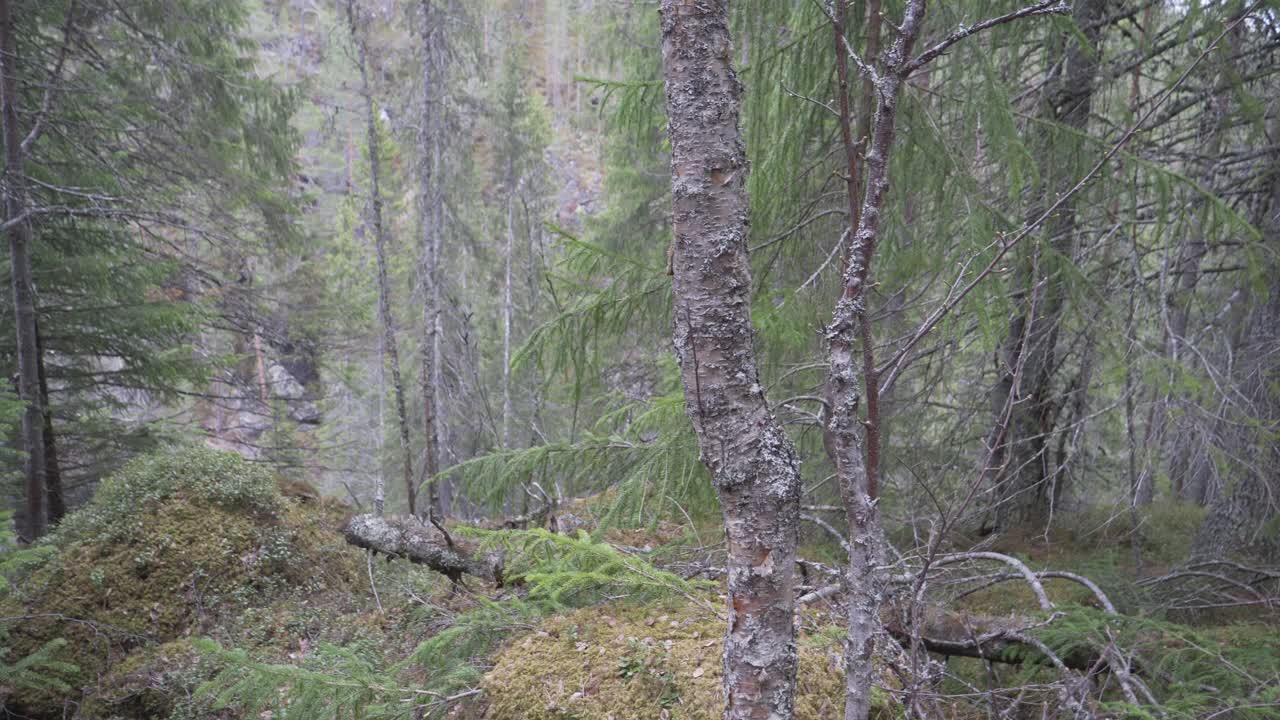 dentro de un bosque místico en noruega