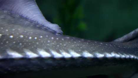 Sturgeon-Fish-Swimming-In-Front-Of-Camera.-macro