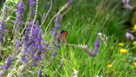 Feeding-on-a-purple-flower,-a-monarch-butterfly-flaps-its-wings,-in-profile