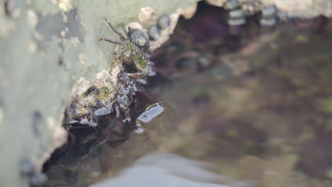 crab emerging from tide pool and foaming from mouth