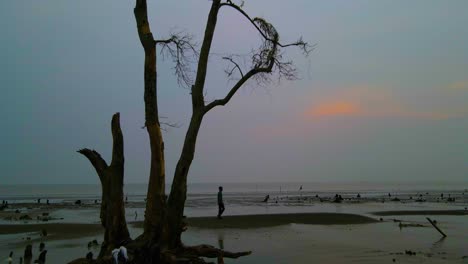 un hombre caminando por la playa al anochecer pasando por un árbol de manglar solitario