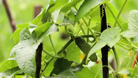 Cerca-De-Un-Pepino-Joven-Con-Follaje-Verde-Arrastrándose-Sobre-Un-Enrejado