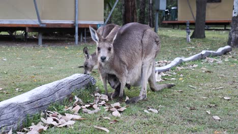 un canguro madre se alimenta de la hierba cerca de las tiendas de campamento con un bebé joey en su bolsa
