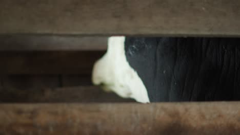 Capture-the-profound-emotion-in-a-cow's-gaze-as-its-eyes-peer-soulfully-through-a-barn's-fence-post,-revealing-a-moment-of-deep-connection