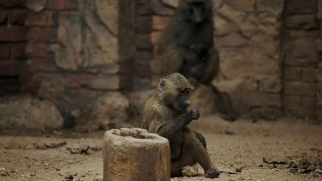 a male baboon sitting and eating - wide shot