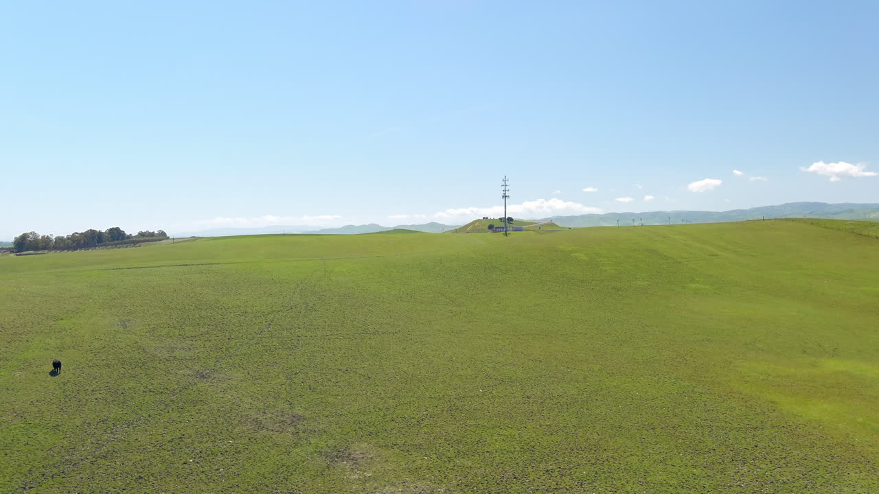 광활 한 푸른 초원에서 행복 한 자유 로 산책 하는 소 들 - 상승 하는 공중 사진