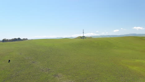 happy free range cows in a vast green pasture - ascending aerial view