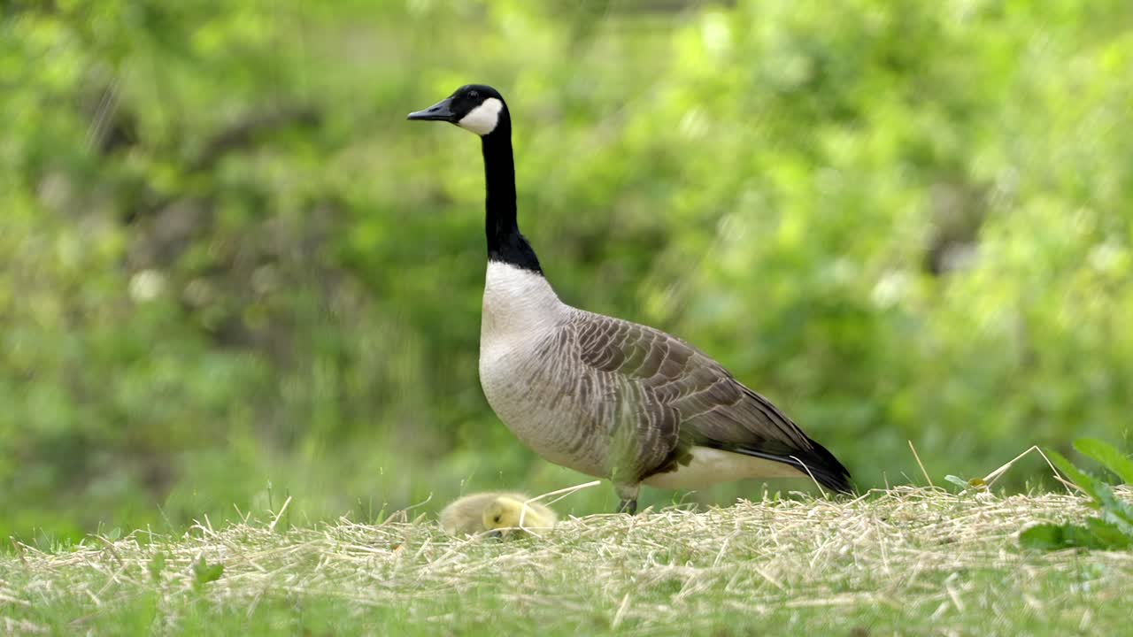 Canada Goose Parent Standing Guard with Two Cute Goslings in Grass