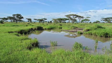 African-Scenery-of-Acacia-Tree-Landscape-in-Africa,-Lush-Green-Greenery-and-Drinking-Hole-Lake-Water-in-Ngorongoro-Conservation-Area-in-Ndutu-National-Park-in-Tanzania-on-Safari-with-Clear-Blue-Sky