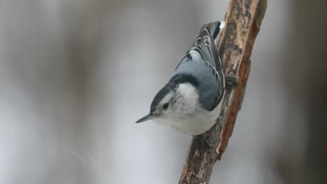 white breasted nuthatch on a snowy day