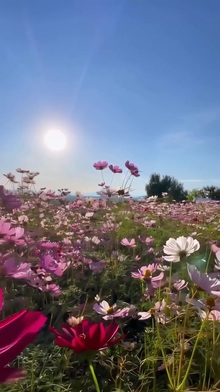 Vivaci fiori di Cosmos che sbocciano in un campo soleggiato con cielo azzurro