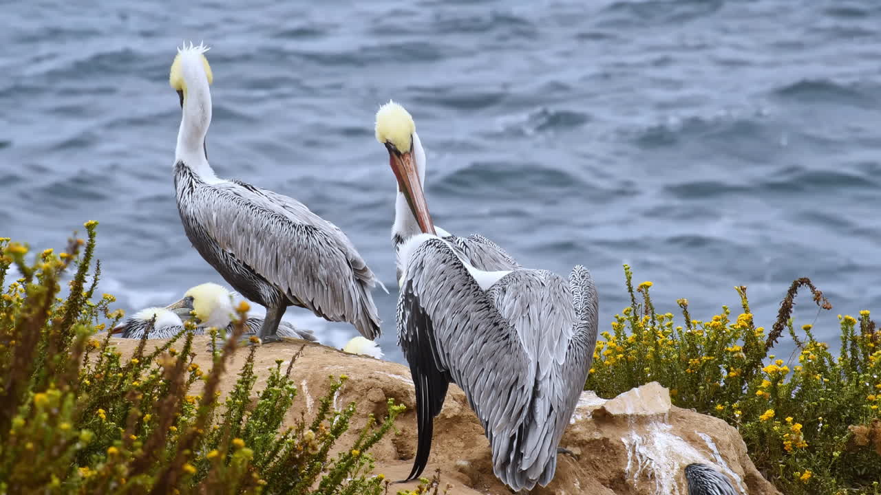 Crowd of gray pelicans arranging their feathers on a big rock