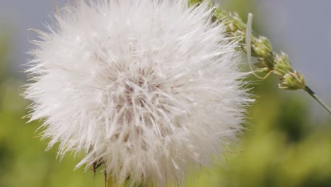 macro close up of a dandelion moving in the wind