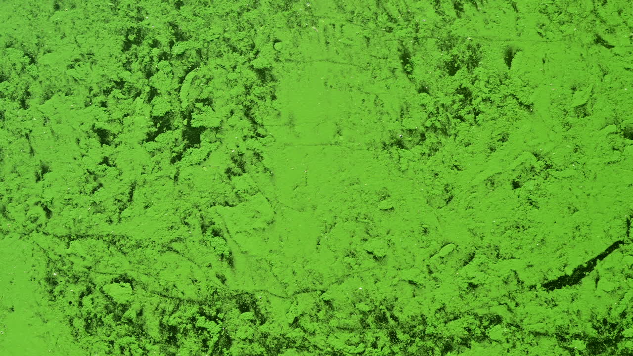 Pond flowing water with green algae texture