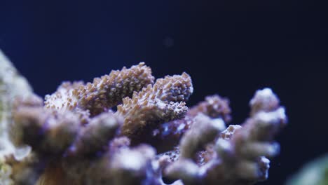 coral acropora ondulante en el acuario de agua salada